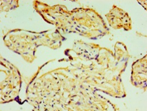 P4HA3 Polyclonal Antibody