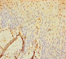 SEC11C Polyclonal Antibody