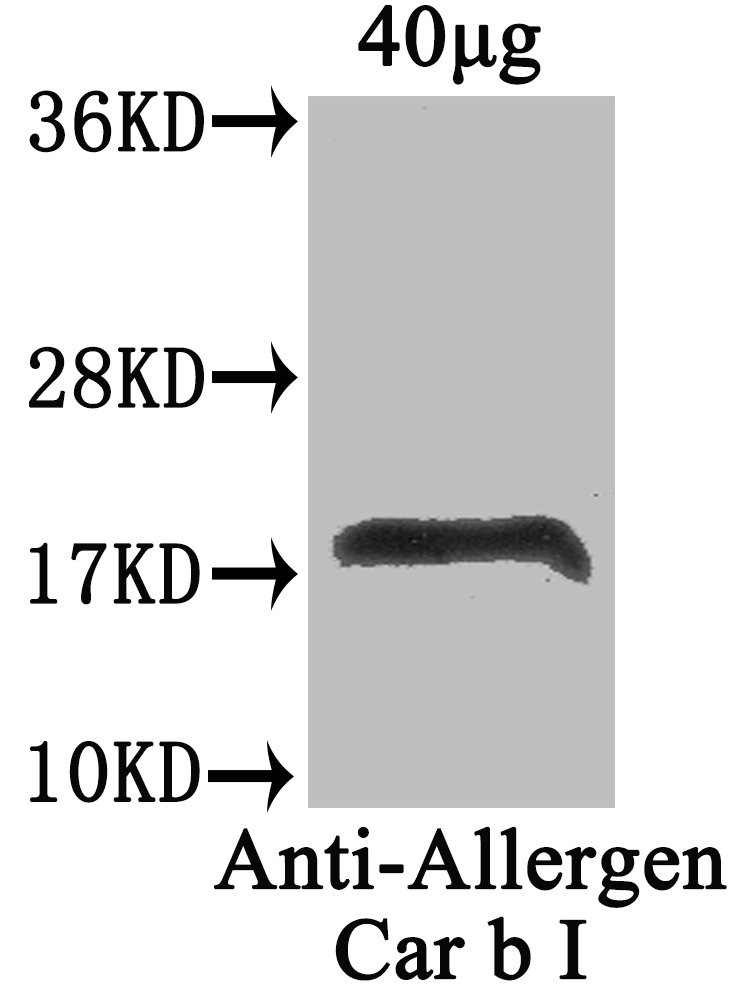 Allergen Car b 1 Polyclonal Antibody