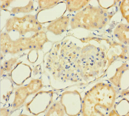 NXPH2 Polyclonal Antibody