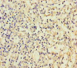 CD300LF Polyclonal Antibody