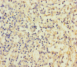 CD300LF Polyclonal Antibody (100 µl)