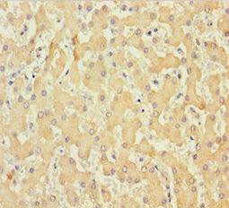 COL6A6 Polyclonal Antibody