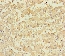 PLPPR2 Polyclonal Antibody