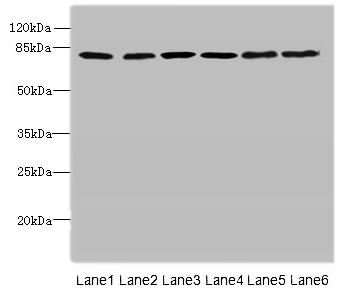 CAPN1 Polyclonal Antibody