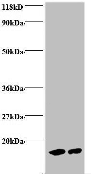 Mouse Hemoglobin  Polyclonal Antibody
