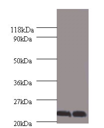 CSH1 Polyclonal Antibody (50 µl)