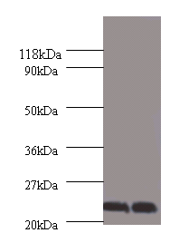 CSH1 Polyclonal Antibody