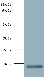 Ifng Polyclonal Antibody