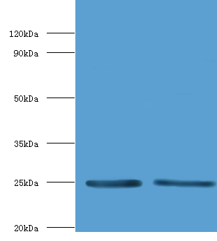 mpt64 Polyclonal Antibody