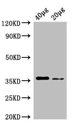 dcyD Polyclonal Antibody, Biotin Conjugated