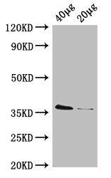 dcyD Polyclonal Antibody, HRP Conjugated