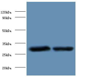 STX6 Polyclonal Antibody