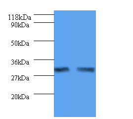 IL-33 Polyclonal Antibody