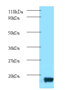 trxA Polyclonal Antibody