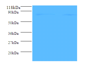 Amyloid Beta A4 Protein A Polyclonal Antibody