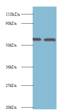 IMPDH2 Polyclonal Antibody