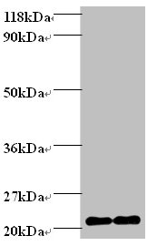 FHIT Polyclonal Antibody