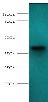 Western blot<br />All lanes: Apoptin Polyclonal Antibody at 2ug/ml+GST-Apoptin fusion protein at 0.4ug<br />Secondary: Goat polyclonal to rabbit at 1/10000 dilution<br />Predicted band size: 40kDa <br />Observed band size: 40kDa <br />