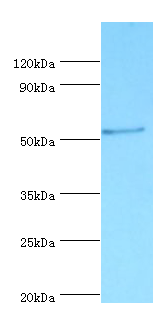 GC Polyclonal Antibody