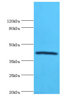 SEPP1 Polyclonal Antibody