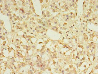 GPR3 Polyclonal Antibody