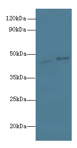 AARSD1 Polyclonal Antibody (100 µl)