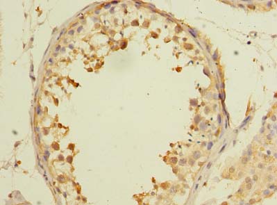 Immunohistochemistry of paraffin-embedded human testis tissue using AARSD1 Polyclonal Antibody at dilution of 1:100