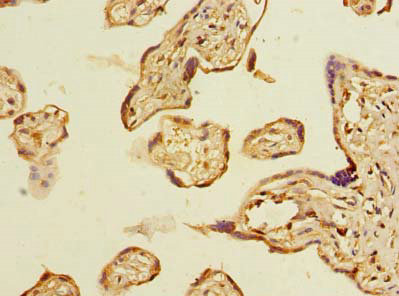 Immunohistochemistry of paraffin-embedded human placenta tissue at dilution of 1:100