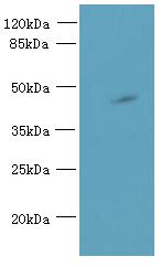 Western blot<br />All lanes: ABI3 Polyclonal Antibody at 5ug/ml+Mouse heart tissue<br />Goat polyclonal to rabbit at 1/10000 dilution<br />Predicted band size: 39 kDa <br />Observed band size: 39 kDa <br />