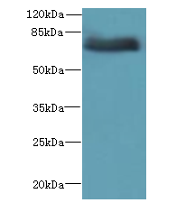 Western blot<br />All lanes: ADGRL4 Polyclonal Antibody at 4ug/ml+ Hela whole cell lysate<br />Goat polyclonal to rabbit at 1/10000 dilution<br />Predicted band size: 78 kDa <br />Observed band size: 78 kDa <br />