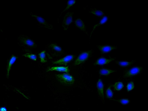 Immunofluorescent analysis of Hela cells using ADGRL4 Polyclonal Antibody at a dilution of 1:100 and Alexa Fluor 488-congugated AffiniPure Goat Anti-Rabbit IgG(H+L)