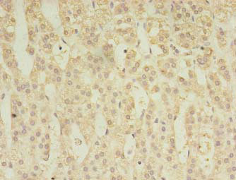 Immunohistochemistry of paraffin-embedded human adrenal gland tissue at dilution 1:100