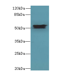 Aldh1a1 Polyclonal Antibody