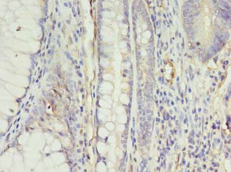 APLNR Polyclonal Antibody (20 µl)