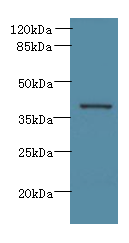 Arg2 Polyclonal Antibody