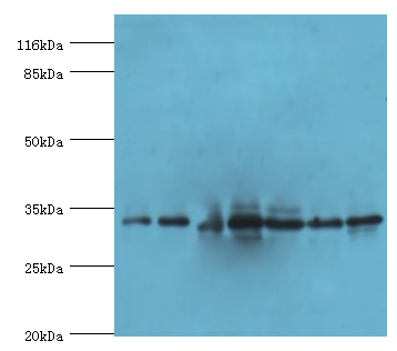 AZGP1 Polyclonal Antibody