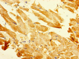 B3GALT2 Polyclonal Antibody