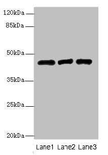 B3GNT2 Polyclonal Antibody