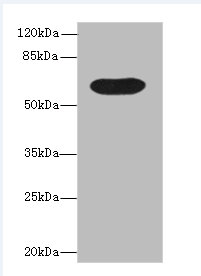 BTN3A1 Polyclonal Antibody