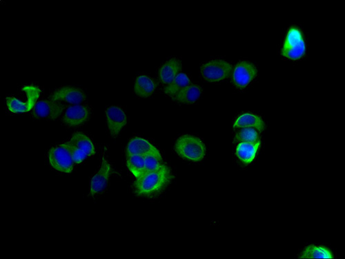 C10orf111 Polyclonal Antibody