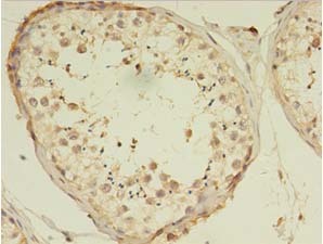 C10orf53 Polyclonal Antibody