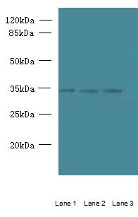 C15orf41 Polyclonal Antibody