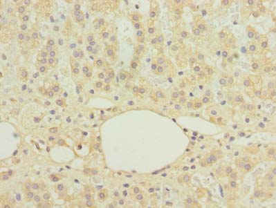 C16orf78 Polyclonal Antibody