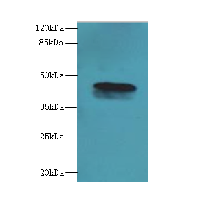 C19orf47 Polyclonal Antibody