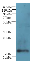 C1orf123 Polyclonal Antibody