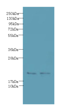 C20orf27 Polyclonal Antibody