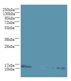 C2orf15 Polyclonal Antibody