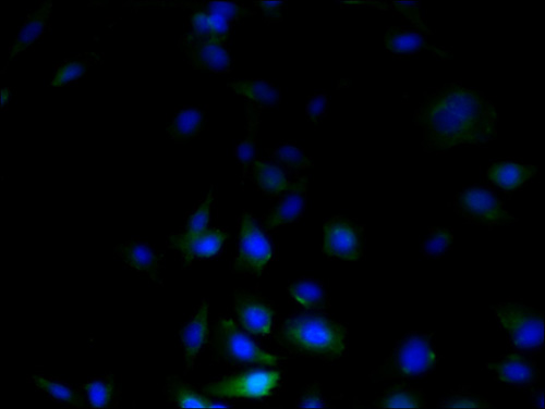 C3orf20 Polyclonal Antibody