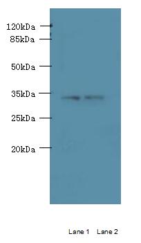 C3orf49 Polyclonal Antibody